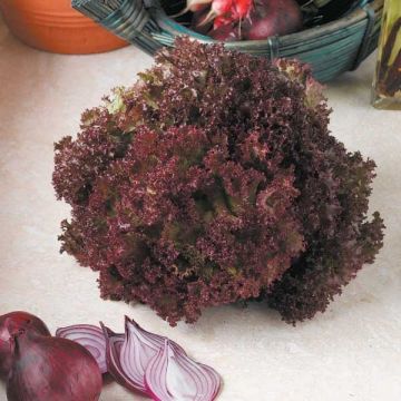 Organic Lettuce Lollo Rossa - Lactuca sativa