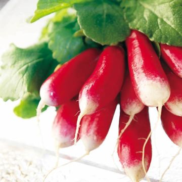 French Breakfast Organic Radish