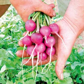 Viola Purple Radish