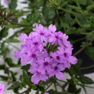 Glandularia Seabrook's Lavender - Florist's Verbena