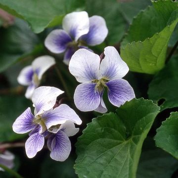 Viola sororia Priceana