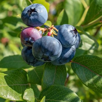 Vaccinium corymbosum Brigitta- American Blueberry