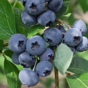 Vaccinium corymbosum Chandler- American Blueberry