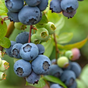 Vaccinium corymbosum Northcountry- American Blueberry