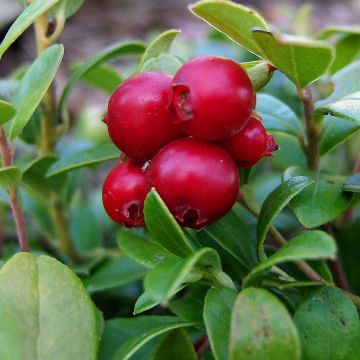 Vaccinium vitis-idaea - Organic Red Bilberry