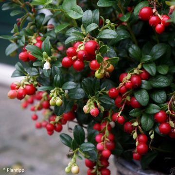 Vaccinium vitis-idaea Miss Cherry - Bilberry