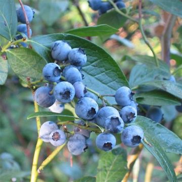 Vaccinium Blue Crop - Blueberry