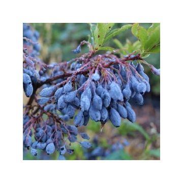 Myrtillier Goutte Bleue® (Blautropf) - Vaccinum cylindraceum