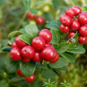 Vaccinum vitis-idaea Red Candy - Bilberry