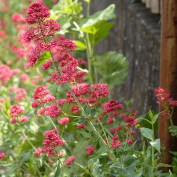 Centranthus ruber Coccineus