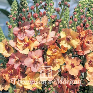 Verbascum 'Cooper Rose'