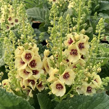 Verbascum Dark Eyes - Mullein