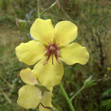 Verbascum Gainsborough - Mullein