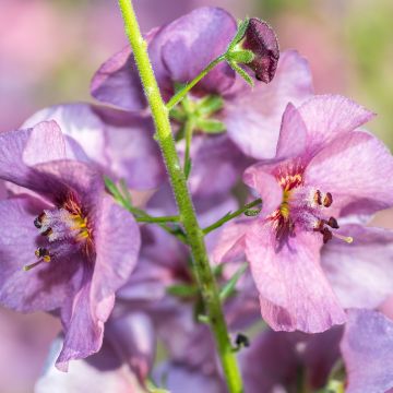 Verbascum Pink Domino - Mullein