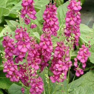 Verbascum Royalty - Mullein