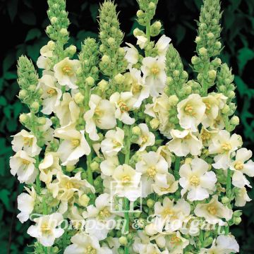 Verbascum Snow Maiden Seeds - Mullein - Mullein