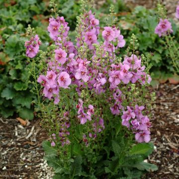 Verbascum Sugar Plum - Mullein