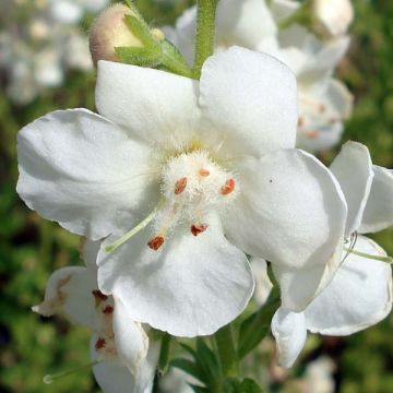 Verbascum chaixii White Domino - Mullein