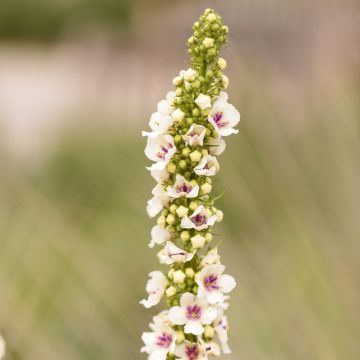 Verbascum chaixii Album - Mullein