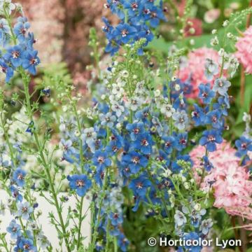 Verbascum hybride Blue Lagoon - Molène