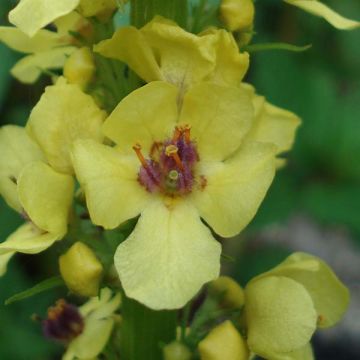 Verbascum Hybride Costwold Queen