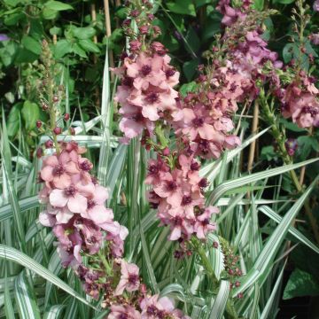 Verbascum Southern Charm - Mullein