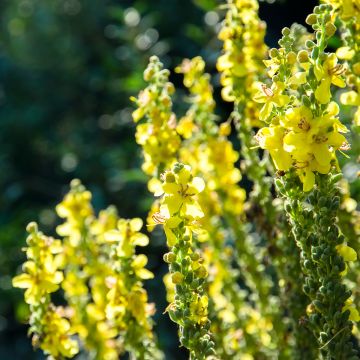 Verbascum olympicum - Olympian Mullein