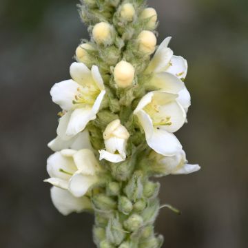 Verbascum Spica - Mullein