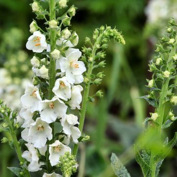 Verbascum phoeniceum Flush of White - Mullein