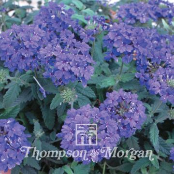 Verbena Blue Lagoon