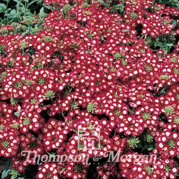 Garden verbena St George Seeds