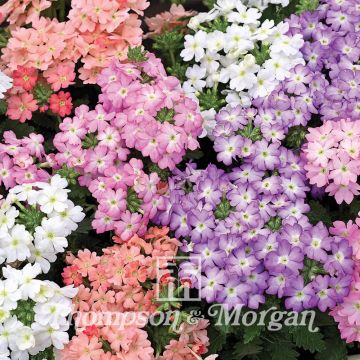 Verbena Tuscany Pastel Mixed