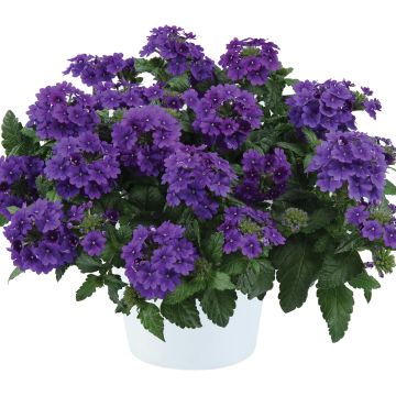 Verbena hybrida Virgo up Purple