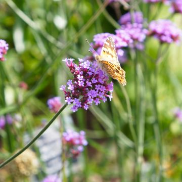 Verbena bonariensis Lollipop