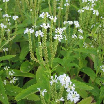 Verbena hastata Alba - Verveine hastée