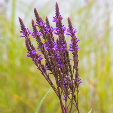 Verbena hastata Blue Spires