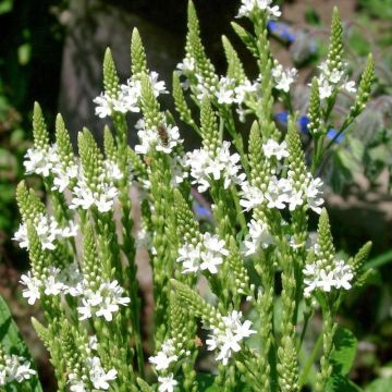 Verveine hastée White Spires - Verbena hastata White Spires