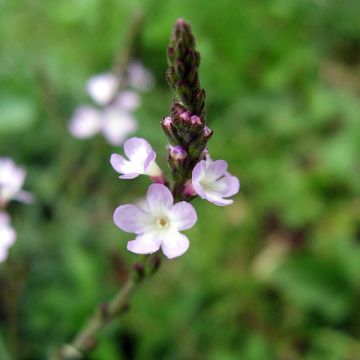 Verbena officinalis