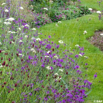 Verbena rigida Venosa