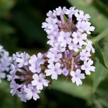 Verbena Polaris