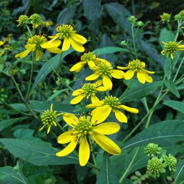 Verbesina alternifolia