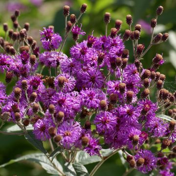 Vernonia baldwinii - Ironweed