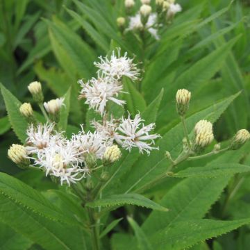 Vernonia crinita var. alba - Ironweed