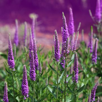 Veronica spicata Purpleicious