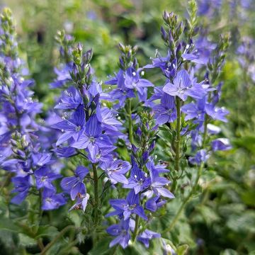 Veronica austriaca Royal Blue