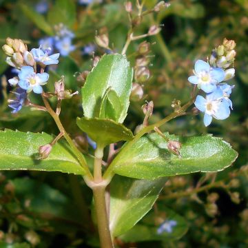 Veronica beccabunga