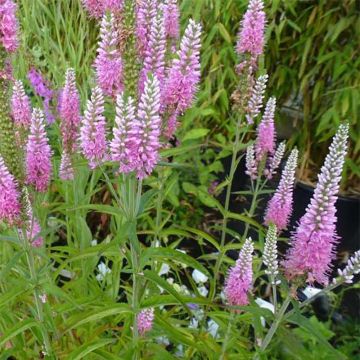 Veronica longifolia Candied Candle - Véronique à longues feuilles