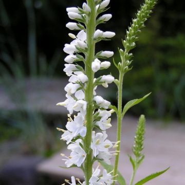 Veronica longifolia Charlotte