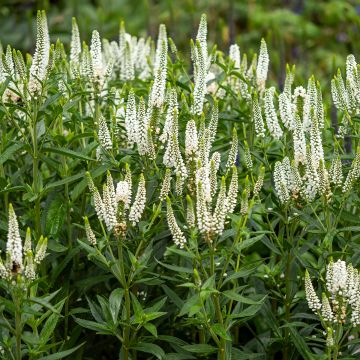 Veronica longifolia First Lady