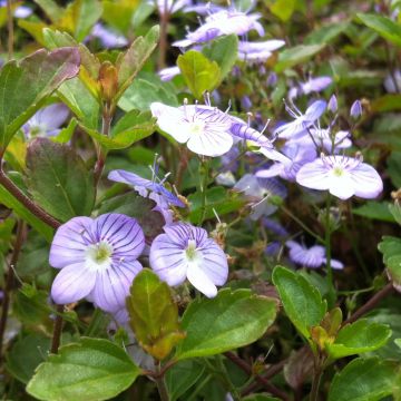 Veronica petraea Madame Mercier